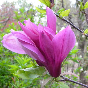 Ԗ ؂̕c/}OmAiNjFt[3|bg