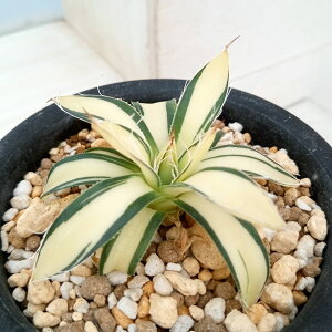 ϗtA/AKxF̉ܗ@iρj@3.5A23-02