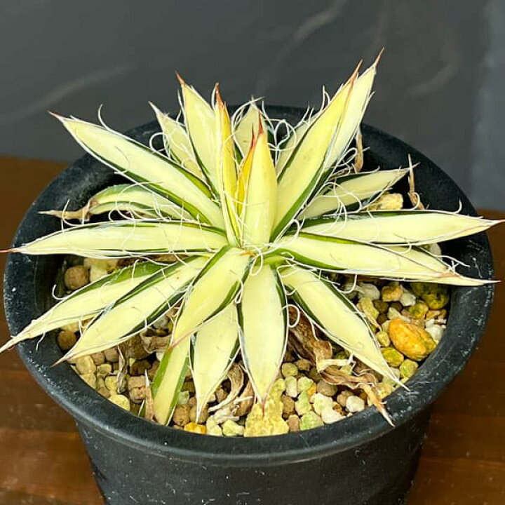 楽天市場】観葉植物/[アーリーサマーセール]（わけあり特価）アガベ 