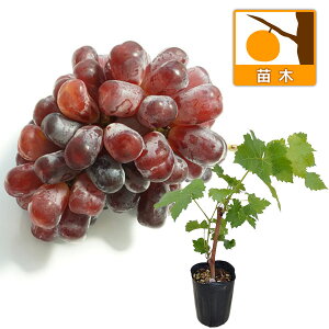 ʎ̕c/uhEFECN}ؕc4.5|bg