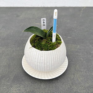 ϗtA/IgiNjFEA^sX{EETXeB[t