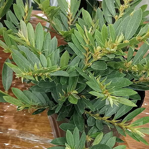 Ԗ ؂̕c/fBXeBEFWG{bNX5|bg