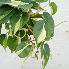 観葉植物/フィロデンドロン：オキシカルジウム　クリームスプラッシュ　3.5号吊り鉢