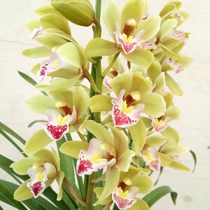 e[uVrWEFᑐ2{ 5AiMtj