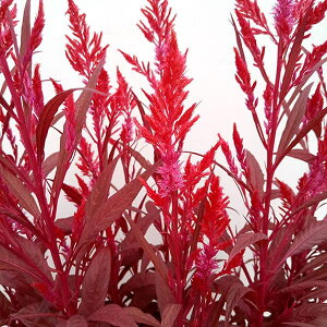 Ԃ̕c/ZVAiPCgEjFbhNt3-3.5|bg