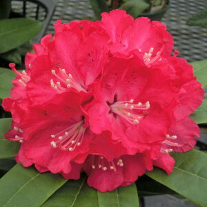 Ԗ ؂̕c/mVNiQFXJ[bgIn3.5|bg