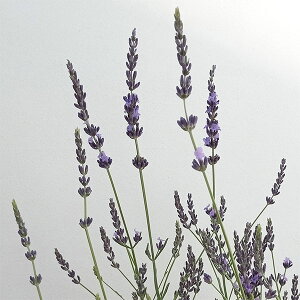 n[u̕c/x_[FtFm~i4.5|bg