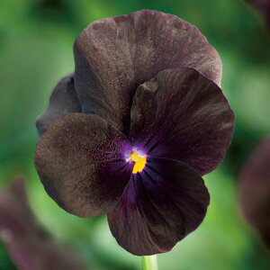 Ԃ̕c/rIFyj[ubN2.5]3|bg