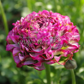 草花の苗/ラナンキュラス：ポンポン マルヴァ4号ポット苗