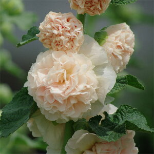 Ԃ̕c/AZAi^`AICjF`^[Y VCX[Y3|bg