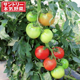野菜の苗/トマト：サングランデ3号ポット 12株セット