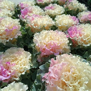 Ԃ̕c/n{^Fbt sNbV3|bg 12Zbg