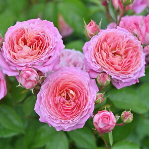 o̕c/[]i킯jfo[[YFtbgVc4A