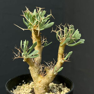 ϗtA/IgiF[tHrICfXiSTCYj 3A*