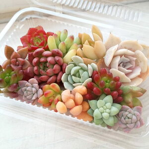 ϗtA/A؂iJbgj2N̍gt@12-15pbP[W