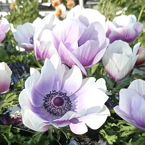 Ԃ̕c/Ally-KIWAMI-zF|g p[3.5O|bg