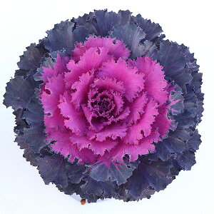 Ԃ̕c/n{^F[u bh3.5|bg