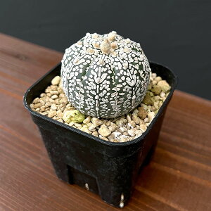 ϗtA/AXgtBcF V^Cv 6cmXNGA23-31