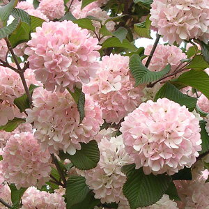 Ԗ ؂̕c/IIf}iro[ijF[YG[X3|bg