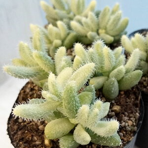 ϗtA/fXy}FсiChEjVLj@2|bg