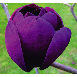 Ԗ ؂̕c/Ni}OmAjFubN`[bv3.5-4|bg