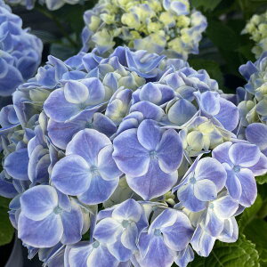 Ԗ ؂̕c/AWTCFƊ]igL{Ej4|bg