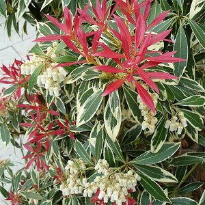 Ԗ ؂̕c/AZrin؁jFt[~OVo[3`3.5|bg