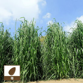牧草種子：イタリアン ライジン2（ツー）1kg [イタリアンライグラス タネ 秋まき（春まき適性あり）]