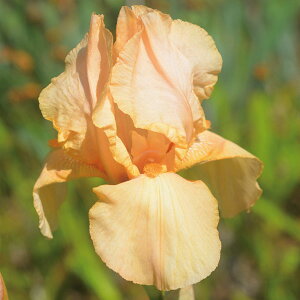 Ԃ̕c/W[}ACXFzmI nxc