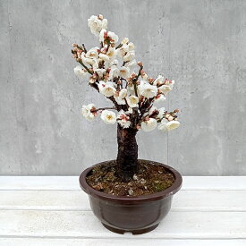（わけあり特価）ハナウメ（花梅）：白八重の盆栽仕立て6号鉢植え