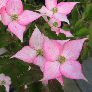 Ԗ ؂̕c/}{EVFgxmixjtWj4|bg