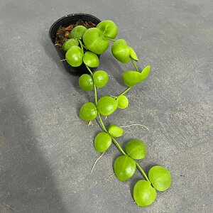 ϗtA/fBXLfBAFsp.iRbN2.5|bg