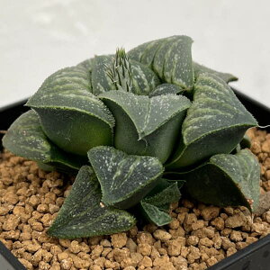 ϗtA/nI`AFzV[YisO}GA×XvfXj 3A