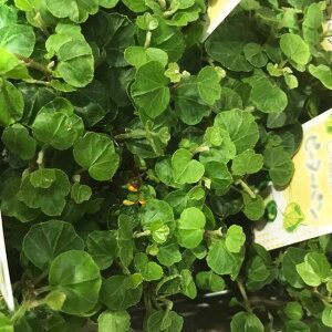 Ԃ̕c/wfiACr[jFwbNX s[^[p3|bg