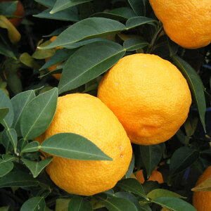 ʎ̕c/ؓ{MqiLgEzYj3|bg