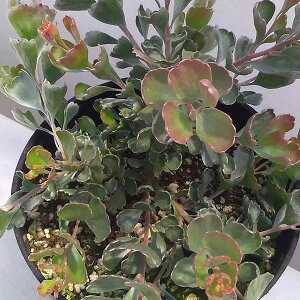 Ԗ ؂̕c/AfiTXFNl[^XioXPbgt[j4|bg