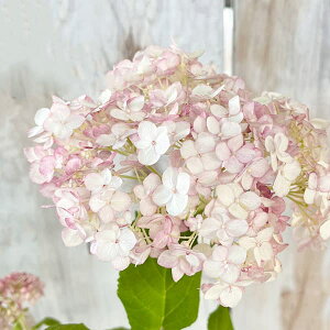 Ԗ ؂̕c/AWTCiAJjFsReBV}3-3.5|bg