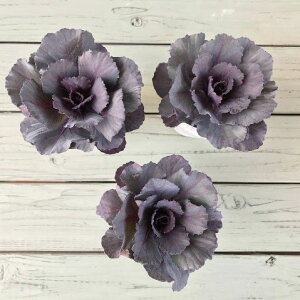 Ԃ̕c/n{^Fh`Fp[v2.5|bg