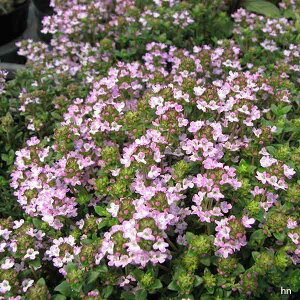 n[u̕c/^CijFt`^C3|bg**