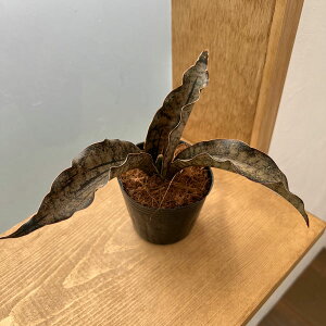 ϗtA/TZxAFLL[ Rpg[@2.5-3|bg