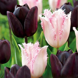 /`[bvFubNyA@ubNtWsN4