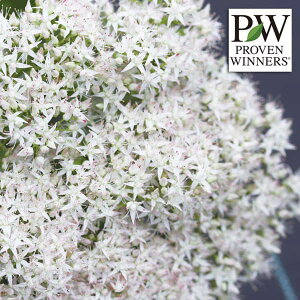 Ԃ̕c/Z_FRh@VK[At11cm|bg