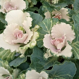 Ԃ̕c/n{^Fbt oj4{3|bg