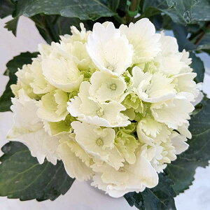 Ԗ ؂̕c/AWTCFACXxAizCgj3.5|bg