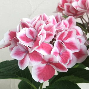 Ԗ ؂̕c/AWTCFsjbcisNj3.5|bg