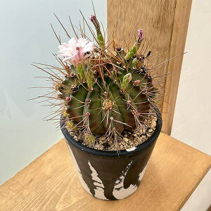 ϗtA/T{eFMmJLE@nCubh@524-04