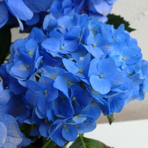 Ԗ ؂̕c/AWTCFu[_Chiu[j3.5|bg