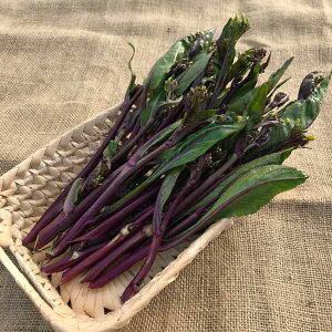 ؂̕c/Tg[{C(R) ZԖEX NLbR[3|bg