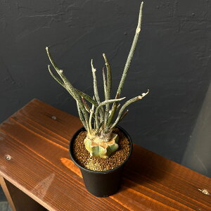 ϗtA/AXgtBcFJvgf[T 3A*