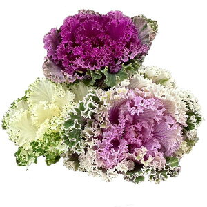 Ԃ̕c/n{^i3FAjFVpp[eB[3|bg